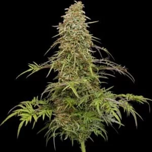 Supafreak Feminized Humboldt Seed Company Annibale Genetics