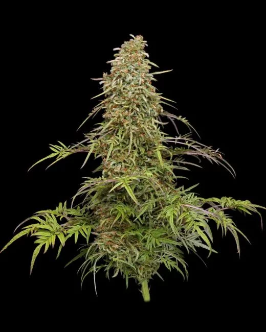 Supafreak Feminized Humboldt Seed Company Annibale Genetics