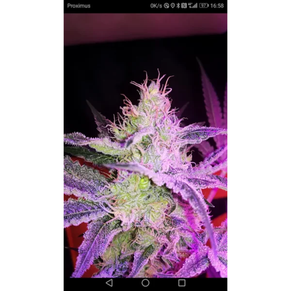 Lemon OG Feminized - Super Sativa Seed Club - Image 2
