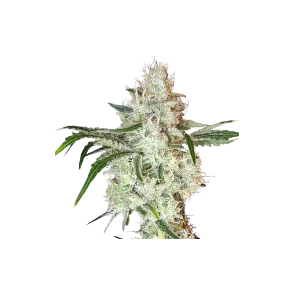 Super Sativa Seed Club Lemon OG Feminized Cannabis Seeds Annibale Seedshop