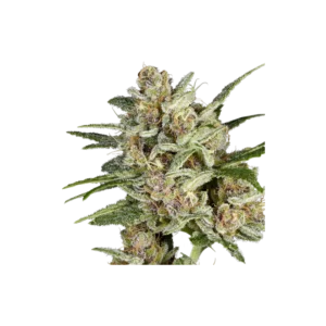 Super Sativa Seed Club Super Mad Sky Floater Feminized Cannabis Seeds Annibale Seedshop