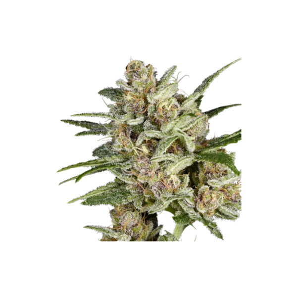 Super Sativa Seed Club Super Mad Sky Floater Feminized Cannabis Seeds Annibale Seedshop