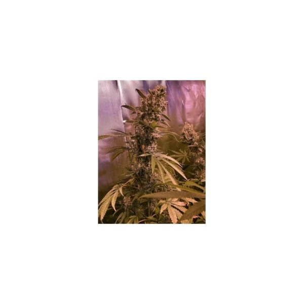 Super Mad Sky Floater Femminizzata - Super Sativa Seed Club - immagine 2
