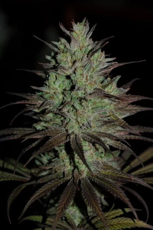 CBD #1 Feminized - ACE Seeds - Image 7