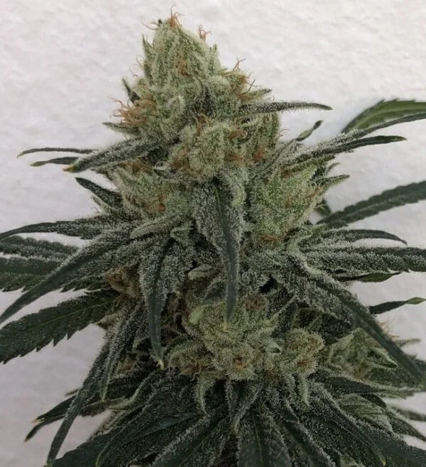 CBD #1 Feminized - ACE Seeds - Image 6