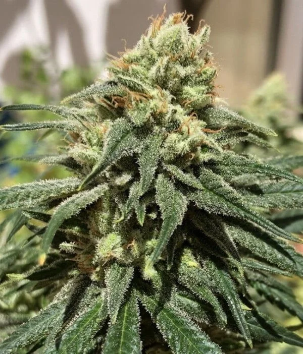 CBD #1 Feminized - ACE Seeds - Image 5