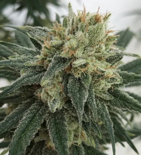 CBD #1 Feminized - ACE Seeds - Image 4