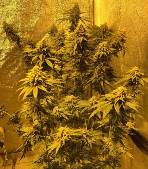 CBD #1 Feminized - ACE Seeds - Image 3