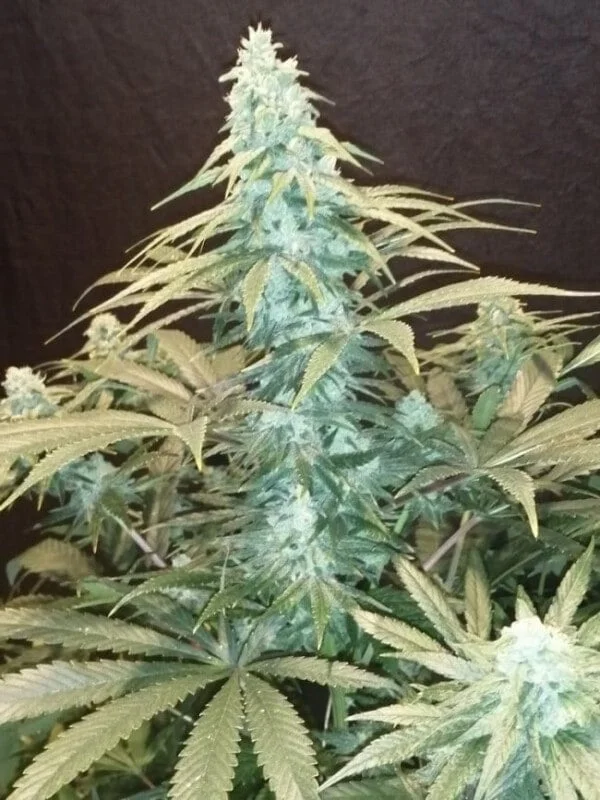 Ace Seeds Cbd #1 Feminized Annibale Seedshop 7