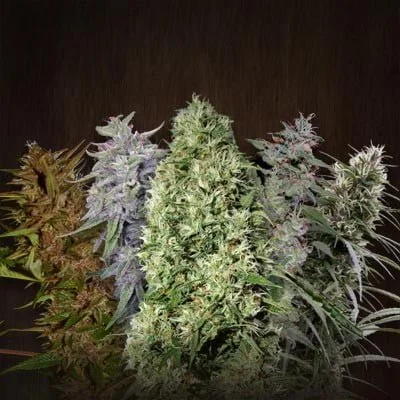 Ace Seeds Feminized Mix Annibale Seedshop 1