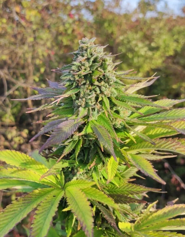 Banana Sapphire Femminizzata Humboldt Seeds 1