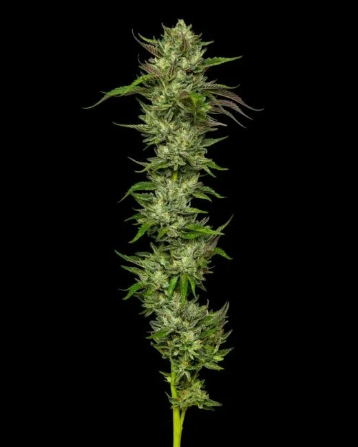 Collie Man Kush Feminized Humboldt Seed Company Annibale Seedshop