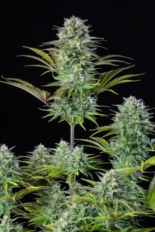 Kosher Cake Auto Fast Buds 420 1