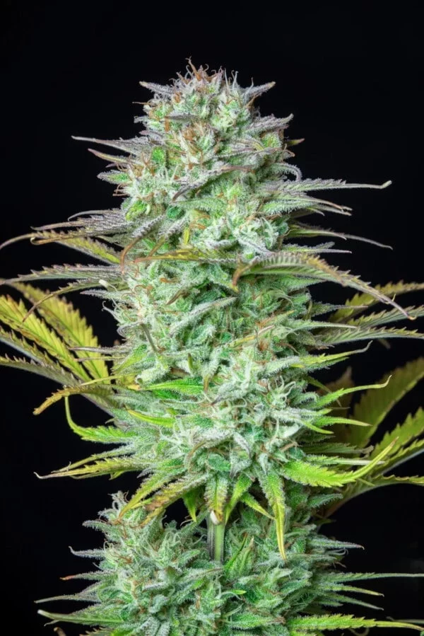 Kosher Cake Autofiorente - Fast Buds 420 - immagine 3