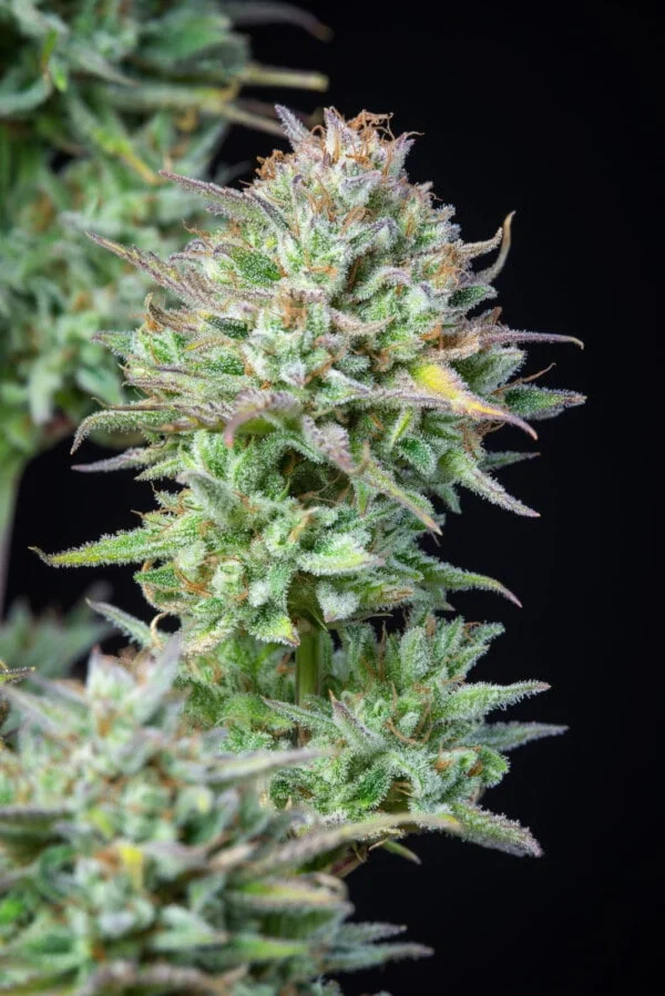 Kosher Cake Autofiorente - Fast Buds 420 - immagine 4
