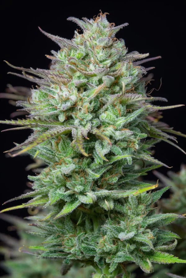 Kosher Cake Autofiorente - Fast Buds 420 - immagine 5