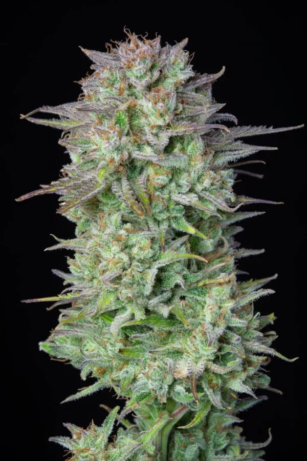 Kosher Cake Autofiorente - Fast Buds 420 - immagine 6