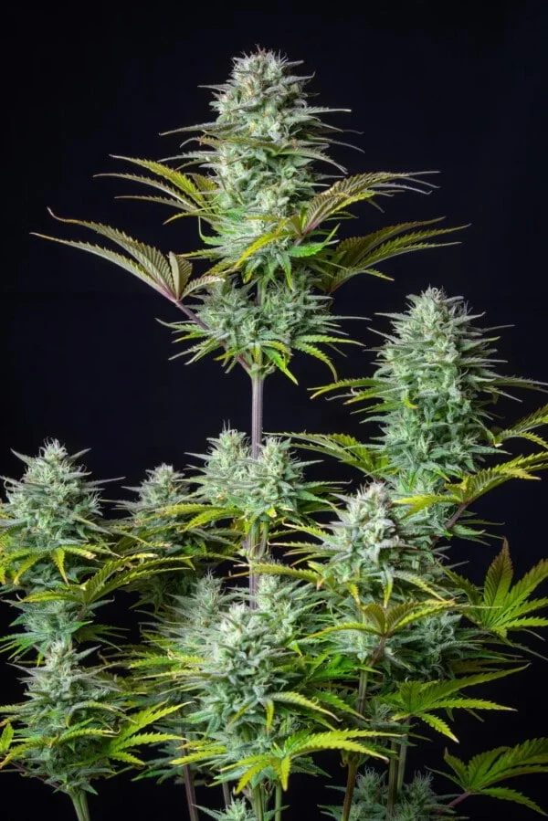 Kosher Cake Autofiorente - Fast Buds 420 - immagine 8