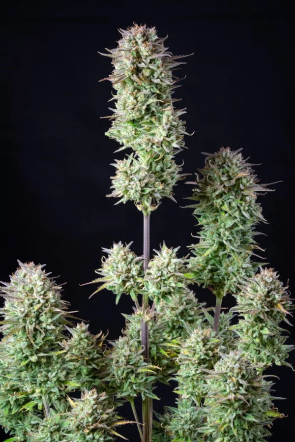Kosher Cake Autofiorente - Fast Buds 420 - immagine 7