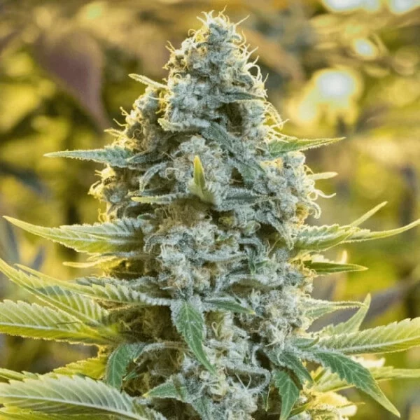 Moby Dick Feminized Cannabis Seeds Genetics Silent Seeds