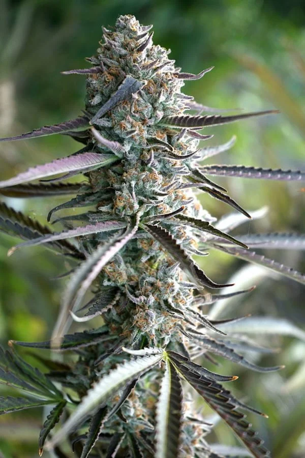 Pineapple Chem Autofiorente Humboldt Seeds Organization 1