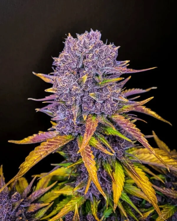 Purple Lemonade Auto - Fast Buds 420 - Image 4