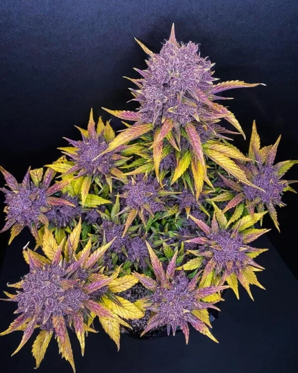 Purple Lemonade Auto - Fast Buds 420 - Image 3