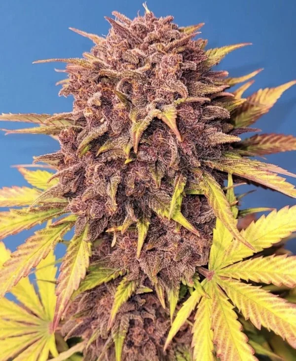 Purple Lemonade Auto - Fast Buds 420 - Image 2