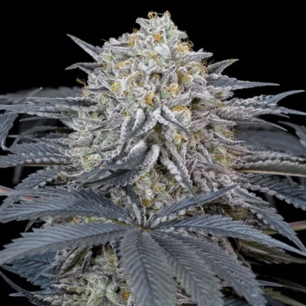 Watermelon Runtz Feminized Cannabis Seeds Genetics Silent Seeds