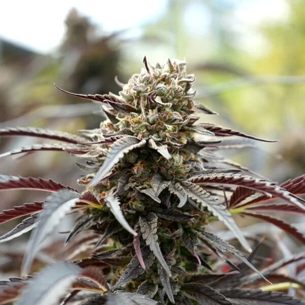 White Runtz Femminizzata Humboldt Seeds 1