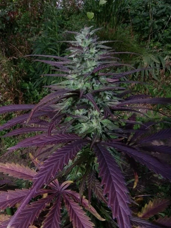 China Yunnan Regular - ACE Seeds - Image 2