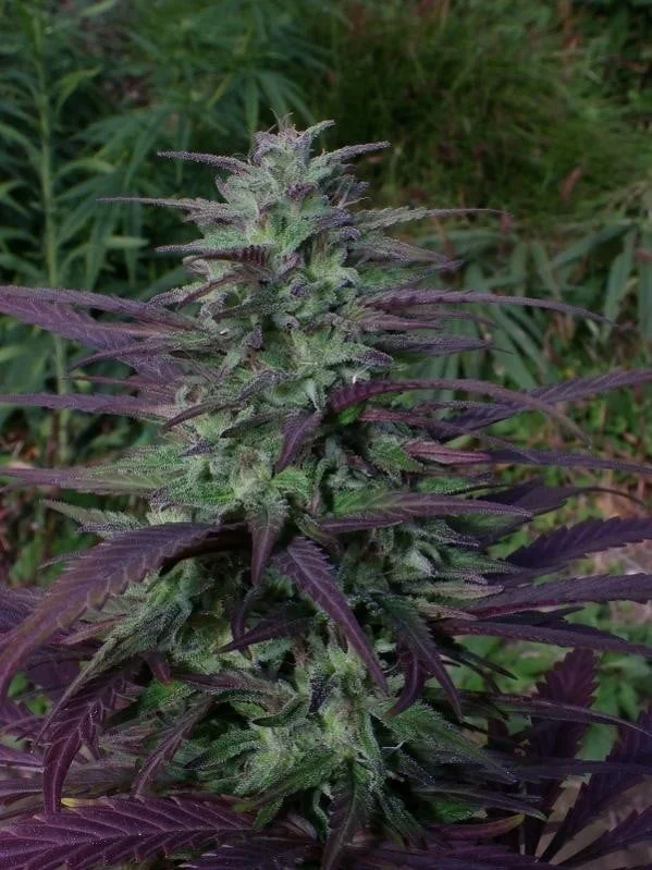 China Yunnan Regular - ACE Seeds - Image 3