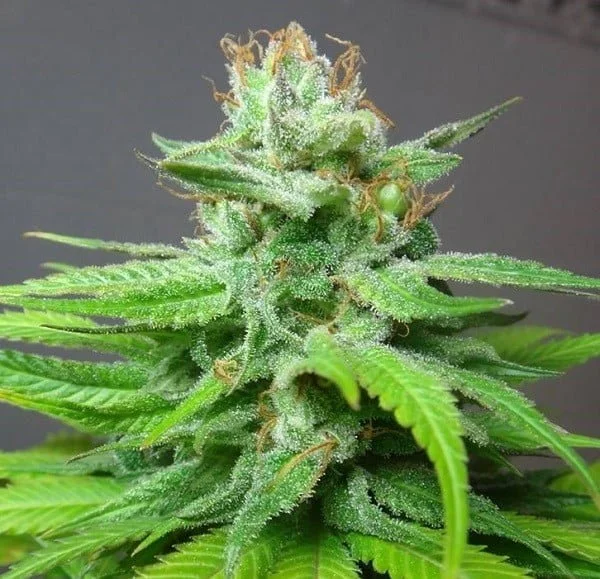 China Yunnan Regular - ACE Seeds - Image 4