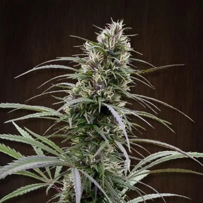 Ace Seeds Congo Feminized Annibale Seedshop 1