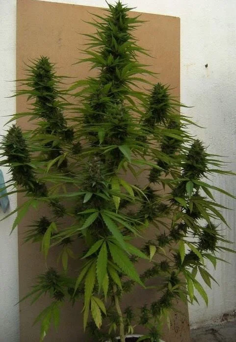 Congo Femminizzata - ACE Seeds - immagine 4