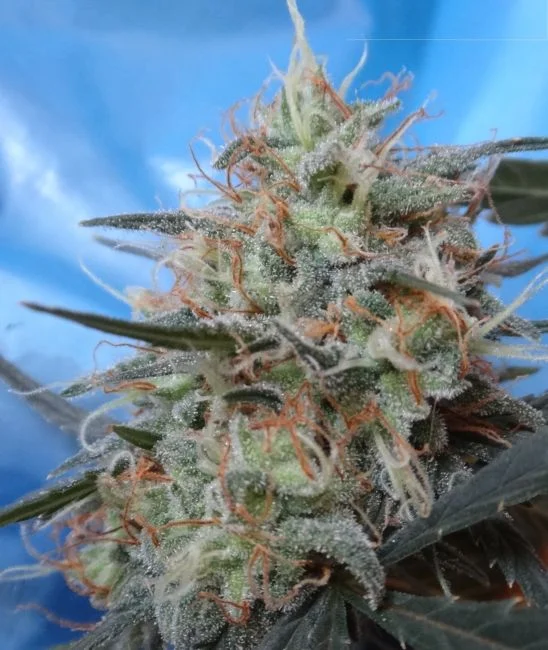Ace Seeds Congo Kali China Feminized Annibale Seedshop