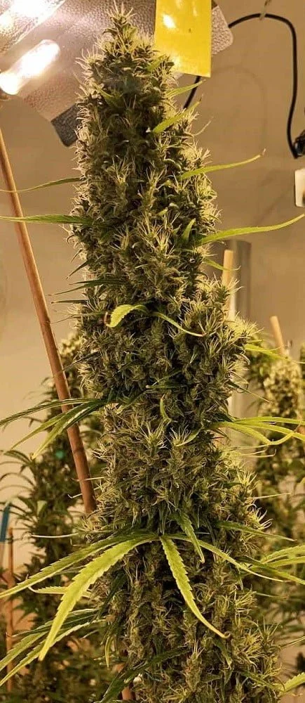 Golden Tiger (3 Version) Feminized - ACE Seeds - Image 3