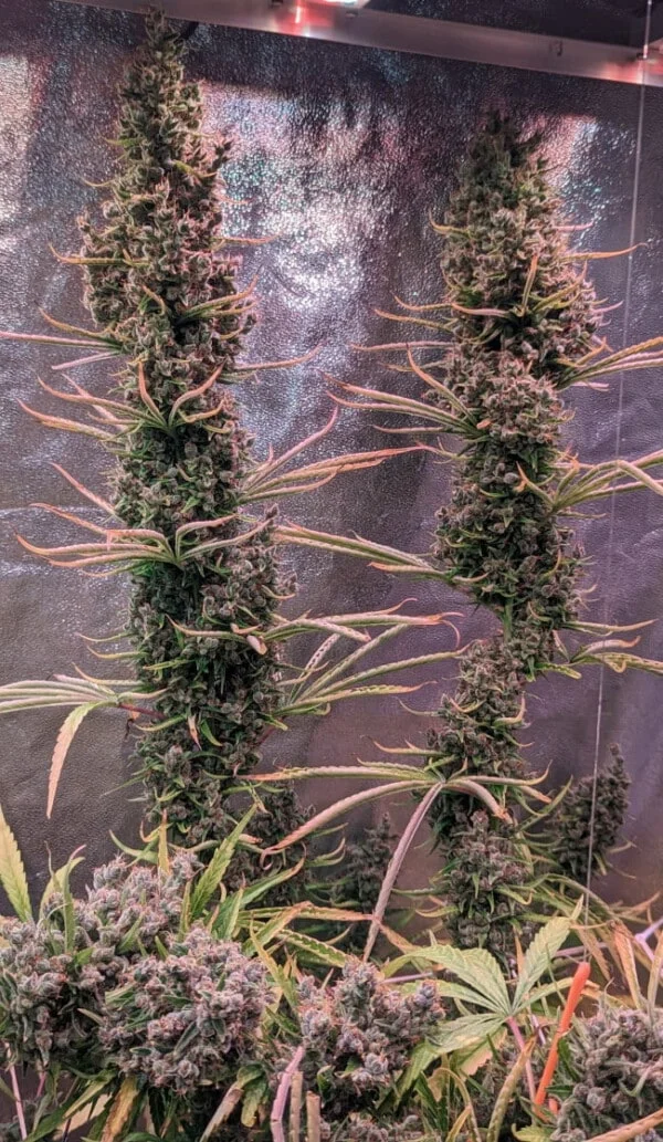 Golden Tiger (3 Version) Feminized - ACE Seeds - Image 11