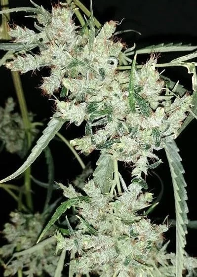 Golden Tiger (3 Version) Feminized - ACE Seeds - Image 13