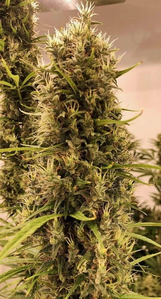 Golden Tiger (3 Version) Feminized - ACE Seeds - Image 4