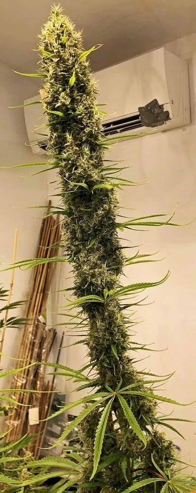 Golden Tiger (3 Version) Feminized - ACE Seeds - Image 5