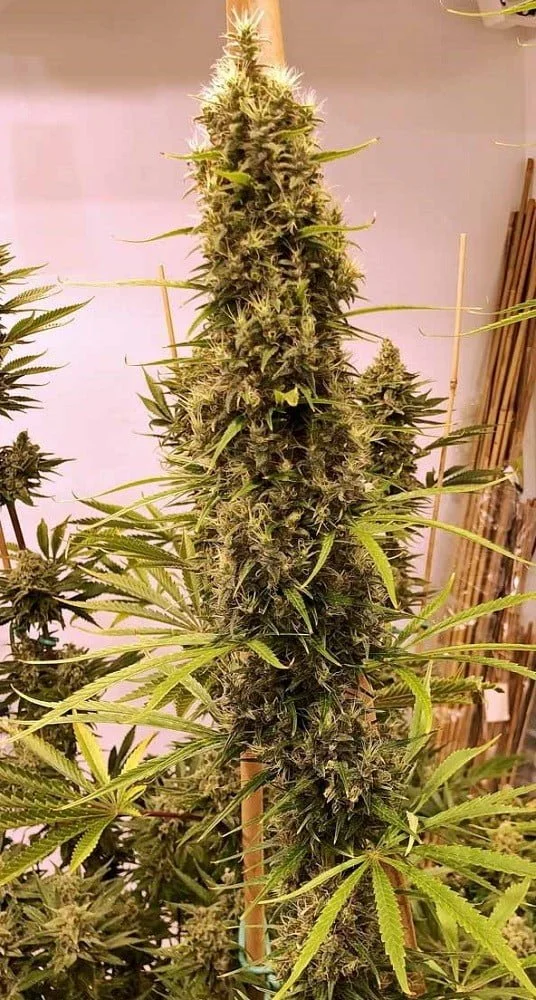 Golden Tiger (3 Version) Feminized - ACE Seeds - Image 6