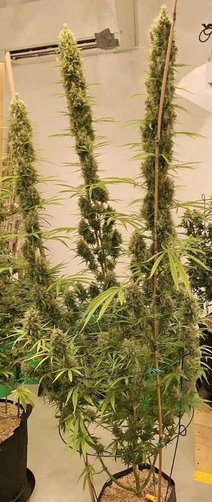 Golden Tiger (3 Version) Feminized - ACE Seeds - Image 8