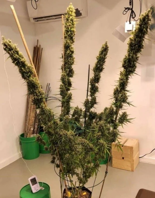 Golden Tiger (3 Version) Feminized - ACE Seeds - Image 9