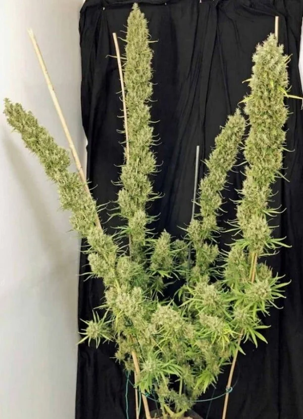 Golden Tiger (3 Version) Feminized - ACE Seeds - Image 10