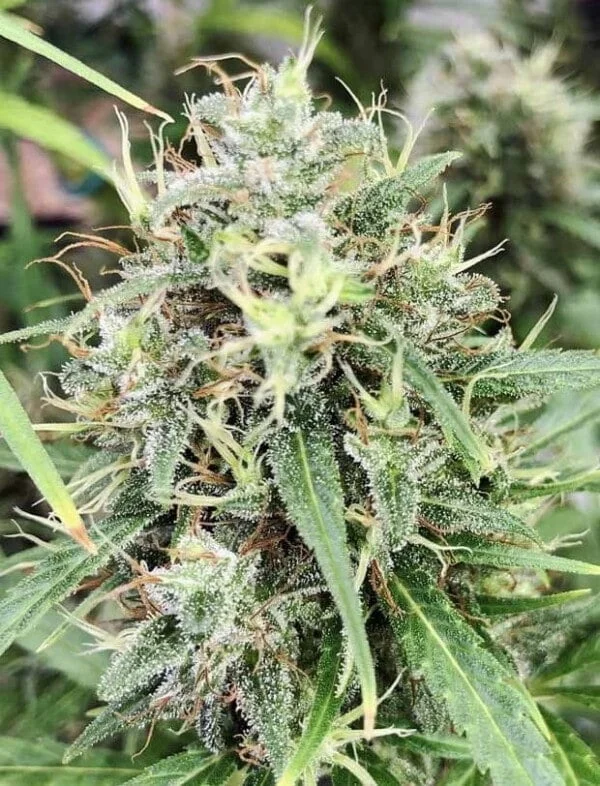 Ace Seeds Golden Tiger 3 Edition Limited Feminized Annibale Seedshop