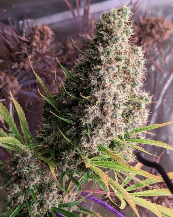 Golden Tiger Feminized - ACE Seeds - Image 3