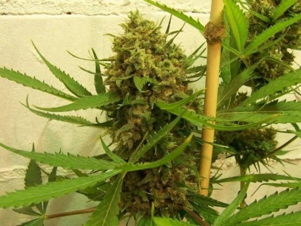 Golden Tiger Feminized - ACE Seeds - Image 6