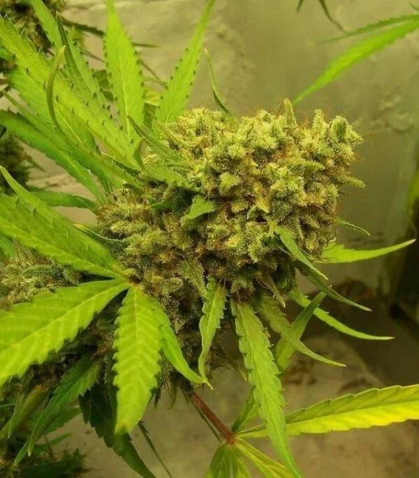 Golden Tiger Feminized - ACE Seeds - Image 7