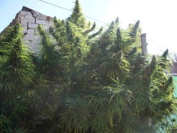 Golden Tiger Feminized - ACE Seeds - Image 8